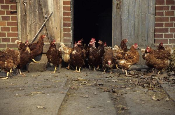 Gripa aviară ar putea să dea mari bătăi de cap autorităţilor din întreaga lume