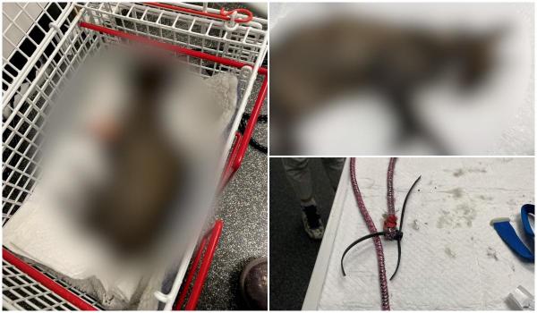 O pisică se zbate între viață și moarte după ce a fost legată cu funia de scutul unei mașini