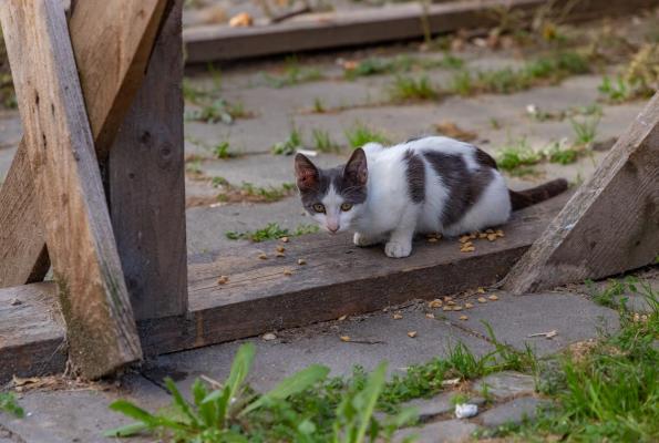 Un bucureştean a tras cu arma în pisica vecinului. "Vina" felinei: îi ieşise în cale, în curtea imobilului