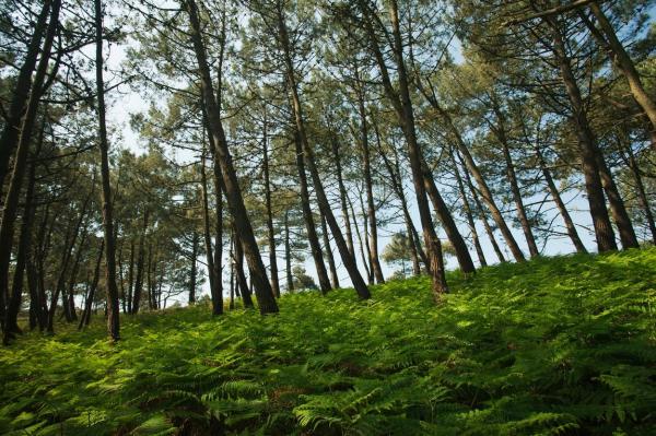 Trei adolescenţi din Arad, cercetaţi de poliţişti, după ce au dus în pădure o fată să o violeze