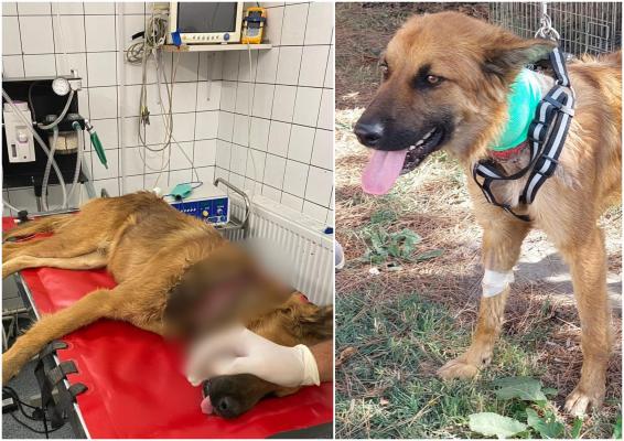 Cruzime fără limite. Câine cu rană adâncă la gât, după ce a fost legat cu o sârmă pe o stradă din Capitală. Proprietarul, de negăsit