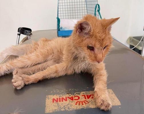 Garfield, un pisoi dispărut de peste patru ani s-a întors acasă epuizat: "Viața este plină de momente minunate"