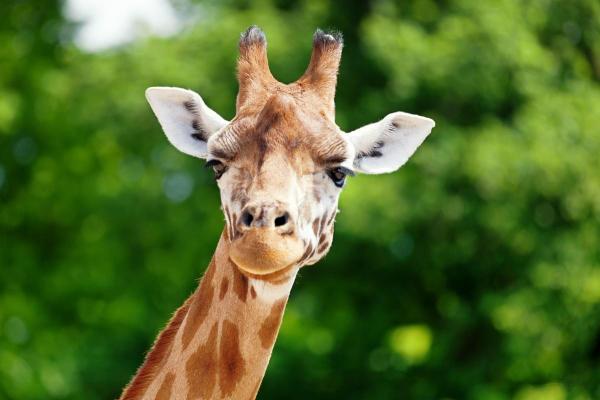 Cutie cu fecale de girafă, găsită în bagajul unei femei, pe un aeroport din SUA. Voia să-şi facă din ele un colier "inedit"