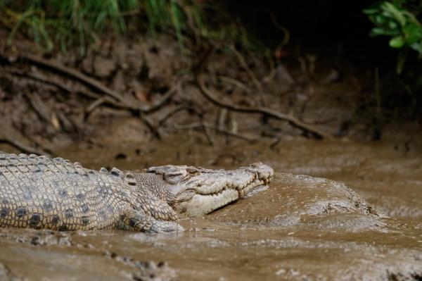 Producătorul unei emisiuni radio pentru pescari, dat dispărut în zona unui râu cu crocodili din Australia. Maşina şi lucrurile lui, găsite pe marginea apei
