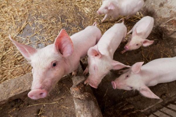 Aproape 200 de porci, vaci şi oi au murit după ce focul a făcut scrum o fermă din Brăila. Disperat să salveze animalele, un tânăr de 33 de ani a fost rănit