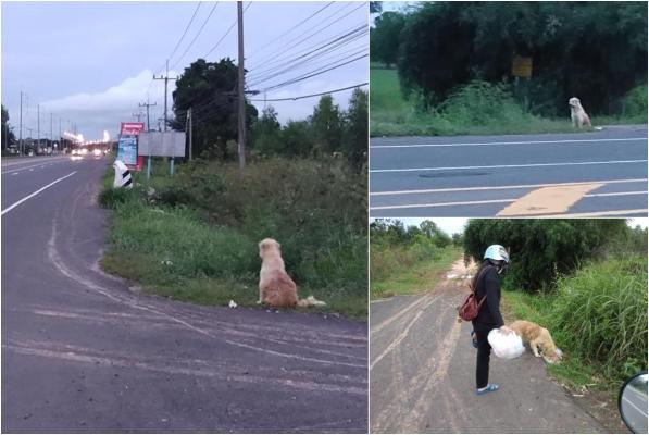 Motivul trist pentru care un câine a aşteptat 4 ani pe marginea unei şosele. BonBon a refuzat să plece, deşi a fost adoptat de un bărbat, în Thailanda