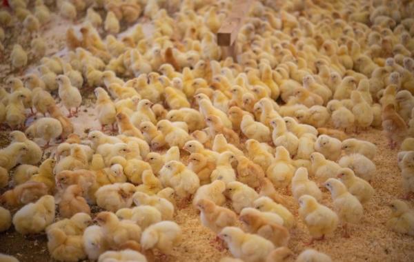 Hoții de cupru au ucis 240.000 de pui de găină, deconectând curentul electric și lăsându-i fără oxigen. Bietele păsări au murit asfixiate, într-o fermă din Italia