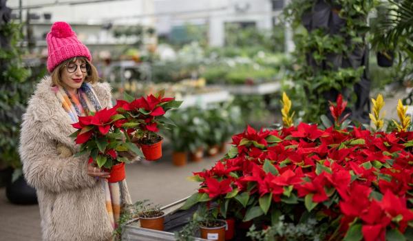 Pericolele ascunse în plantele din aranjamentele de sărbători. Cât de toxice sunt crăciuniţa, tisa sau vâscul