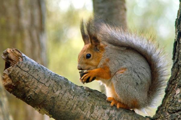 Oraşul în care autorităţile au decis să extermine toate veveriţele. Localnicii vor primi cuşti în care să le prindă, urmând să fie eutanasiate