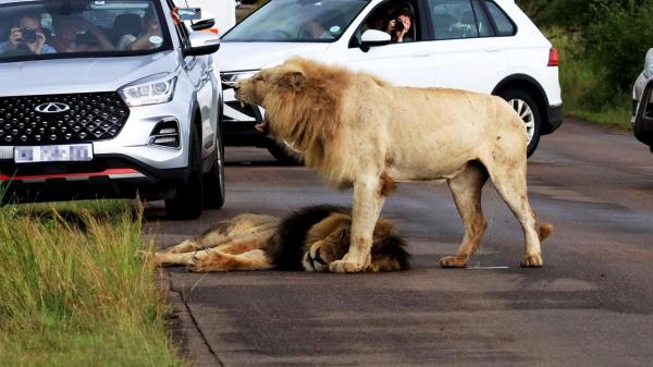 Un leu obosit a adormit chiar pe un drum din Africa de Sud şi a blocat tot traficul. Cum au reacţionat şoferii