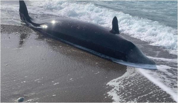 . Cutremurul din Turcia, posibila cauză luată în calcul de experţi