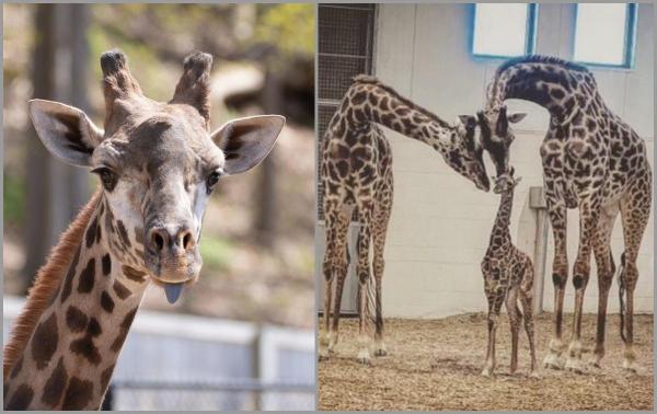 "Un eveniment neprevăzut și fără precedent". Parker, o girafă de doar 6 ani, a murit după ce a rămas cu gâtul blocat în gardul unei grădini zoologice din SUA