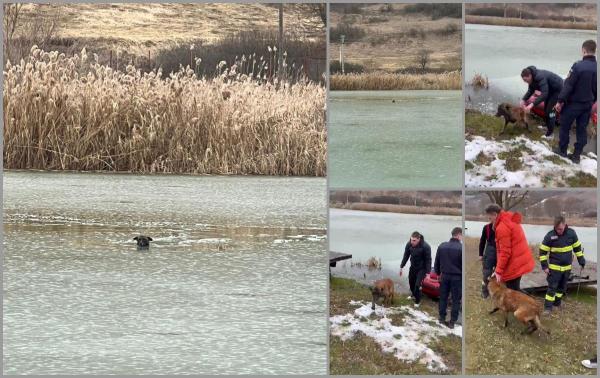 Cățel salvat de pompieri din mijlocul unui lac înghețat din Cluj