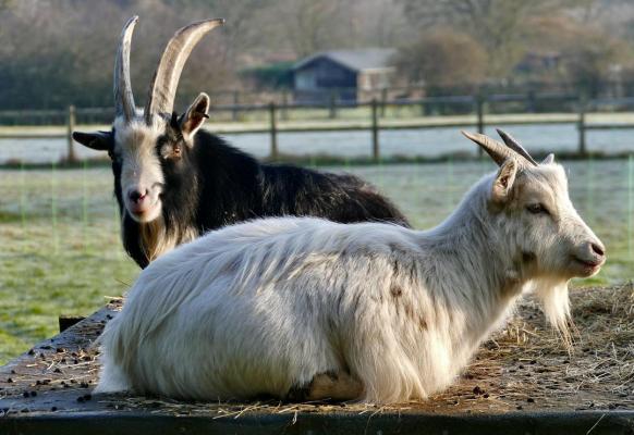 Patru capre rare, ucise și gătite într-o grădină ZOO din Mexic. Directorul le-ar fi mâncat la petrecerea de Crăciun