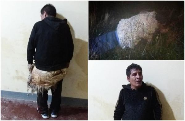 "Păianjenul", un criminal periculos, a încercat să evadeze deghizat în oaie. A fost prins în timp ce se târa ușor spre gardul închisorii, în Bolivia