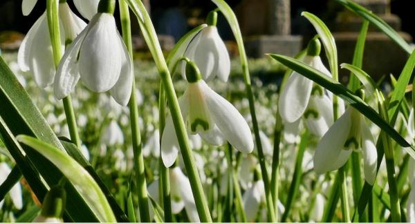 Echinocţiul de primăvară este pe 20 martie