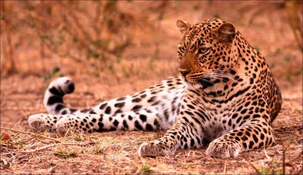 Șase persoane au fost rănite, după ce un leopard a intrat într-un tribunal din India. A fost capturat la patru ore după atac