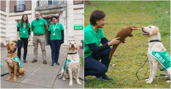 Misiune specială pentru doi labradori din UK. Vor fi trimiși în Thailanda pentru combaterea contrabandei cu pangolini