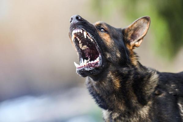Copil din Suceava muşcat de mâini şi de faţă de un câine abandonat de stăpân