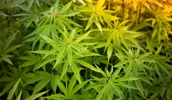 Țara din Europa care ar putea legaliza consumul de cannabis în următoarele săptămâni