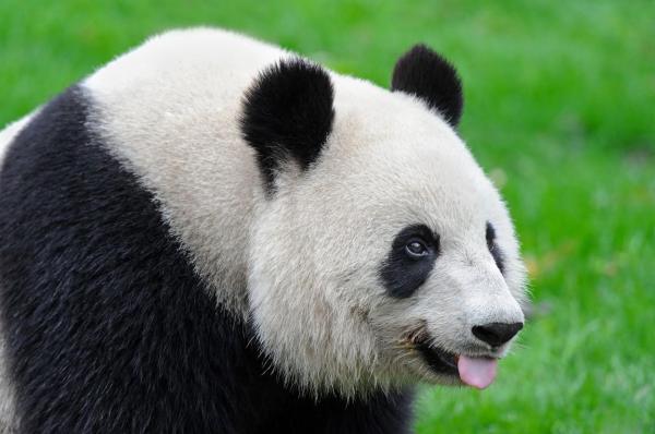 Fosilele unei specii uriaşe de panda apărute în urmă cu milioane de ani, descoperite în China şi America de Nord