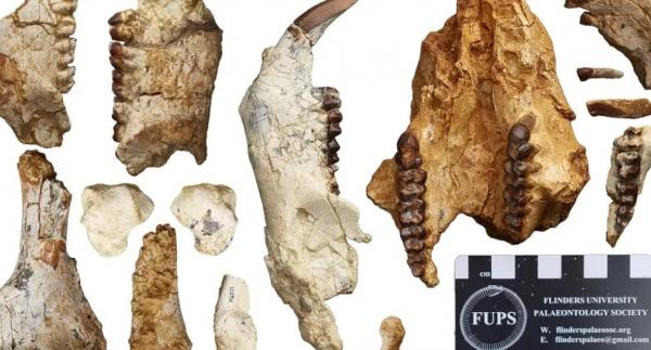 Resturile unui animal necunoscut i-au pus pe jar