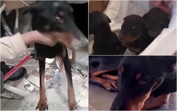 Miracolul dintre dărâmături în Turcia: Sila, o cățelușă de 2 ani, a refuzat să moară. A devenit mamă sub ruine și a luptat pentru cei 3 pui timp de 28 de zile