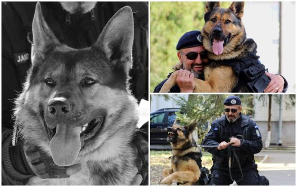 "Ai fost unul dintre noi. Drum lin, camarade!" Samir, câinele-jandarm, şi-a încheiat pentru totdeauna misiunile