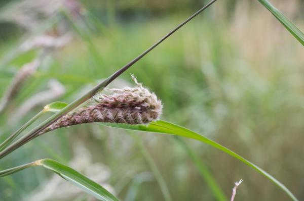 Comuna în care locuinţele se încălzesc cu ajutorul unei plante: iniţial era folosită pentru purificarea apei. Preţul e derizoriu: 110 euro pe tonă