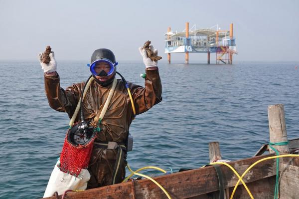 Cinci japonezi au ajuns în arest pentru braconarea a 600 de kg de castraveţi de mare. Cererea pentru "diamantele negre" este tot mai mare