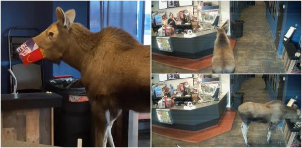 Elan jucăuş, în vizită la cinema. A poftit la floricelele de porumb, apoi a făcut ravagii în coşul de gunoi. Imaginile haioase devenite virale