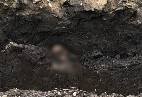 Un angajat al unei firme a dat peste oseminte ce par a fi umane, în timp ce excava în zonă