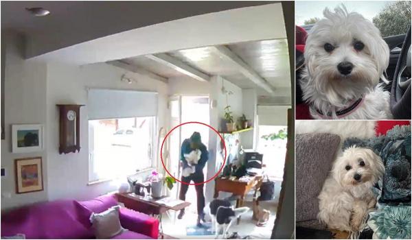 Momentul când un căţel este furat din casa unei familii din Italia, în plină zi. Hoţul misterios nu a sustras alte bunuri