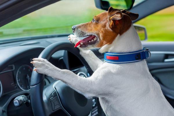 Un şofer beat a încercat să facă schimb de locuri cu câinele său, pentru a nu fi arestat pentru viteză, în SUA. Le-a spus poliţiştilor că nu el era la volan