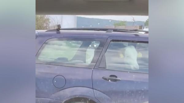 O vacă, plimbată cu mașina pe un drum din Dej. Animalul a fost surprins pe bancheta din spate a unui autoturism