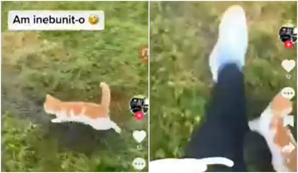 Cruzime fără margini. Un bărbat din Mureş s-a filmat cum loveşte în cap o pisică şi apoi a postat pe TikTok: "Am înnebunit-o!"