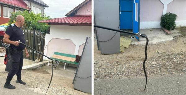 Un șarpe a fost scos dintr-un aparat de cafea, într-o comună din Bihor