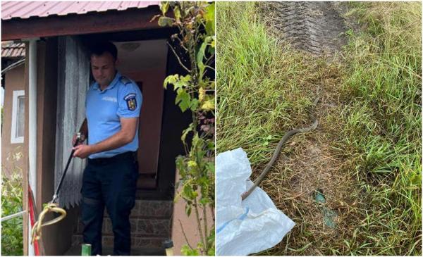 Jandarmii au intervenit pentru îndepărtarea şarpelui