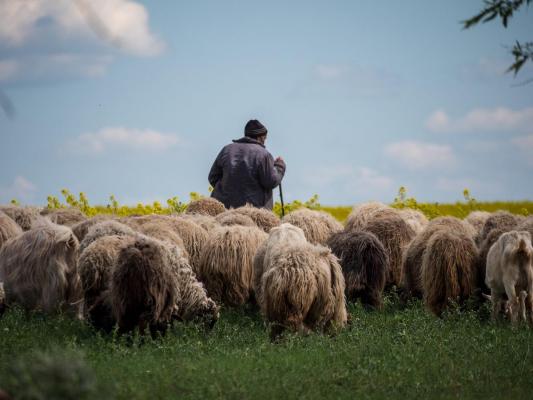 Snopit în bătaie după ce a pierdut câteva animale. Un cioban de la o stână din Dolj a ajuns la spital, după "corecţia" aplicată de proprietar