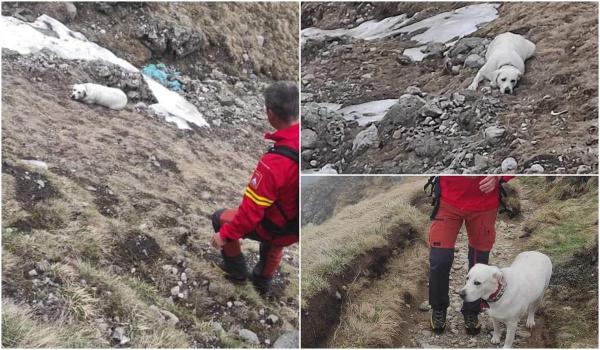 Misiune cu final fericit. Cățeluș salvat dintr-o prăpastie din Bucegi, după ce a alunecat aproape 200 de metri