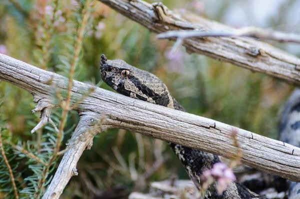 Zone cu vipere în România. Unde există riscul să întâlneşti şerpi veninoşi