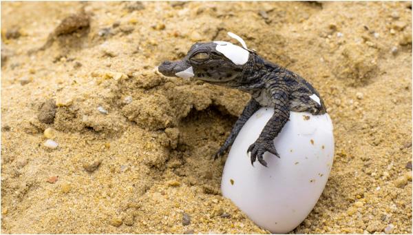 "Naştere virgină" într-o grădină zoo din Costa Rica. Primul caz din lume în care o femelă crocodil adepus un ou fără ajutorul unui mascul