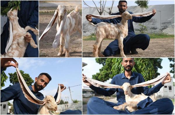 Simbi, căpriţa cu urechi gigantice. La doar două luni este pe cale să depăşească recordul mondial