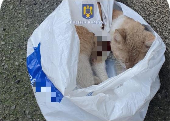 Suma uriaşă cu care a fost amendată o femeie, după ce şi-a abandonat pisica rănită într-o pungă pe stradă din Reşiţa