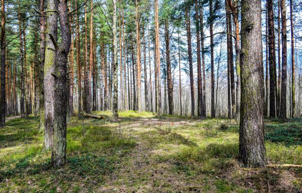 Tânăr de 29 de ani, găsit spânzurat într-o pădure din Giurgiu. Tatăl lui semnalase dispariţia la 112