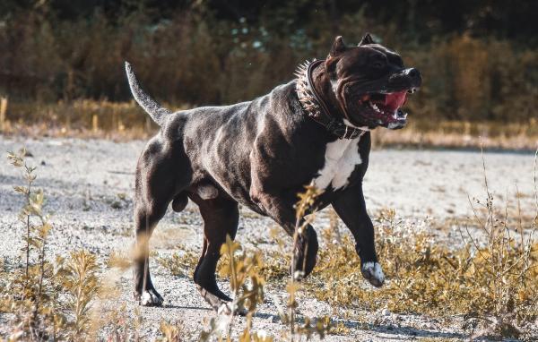 Bărbat, ucis de un câine Amstaff în Galaţi