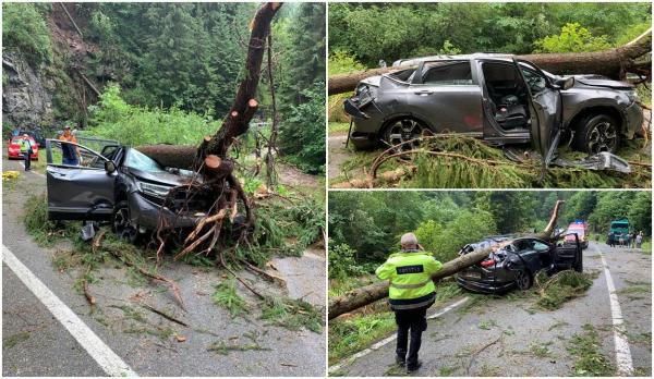 O femeie a murit strivită pe Transalpina, după ce un copac s-a prăbușit peste mașina aflată în mers