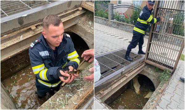 Doi boboci de raţă, blocaţi într-o canalizare, au fost salvaţi de pompieri