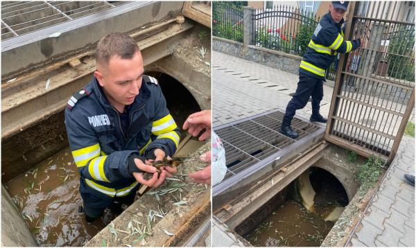 Doi boboci de raţă, blocaţi într-o canalizare, au fost salvaţi de pompieri