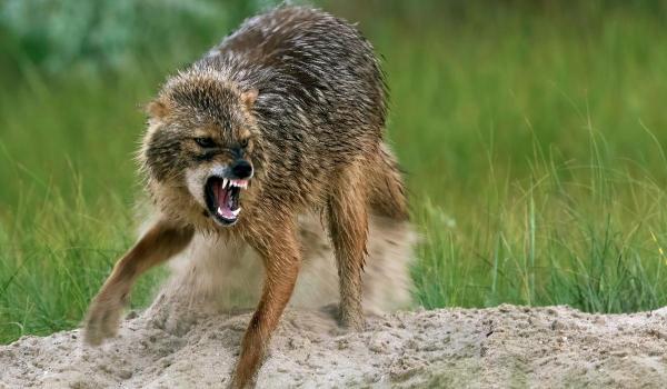 O femeie a fost muşcată de un șacal în timp ce încerca să-și apere bichonul, chiar în centrul Aradului